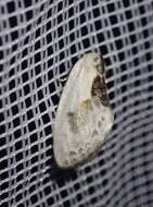 Image of Cilix