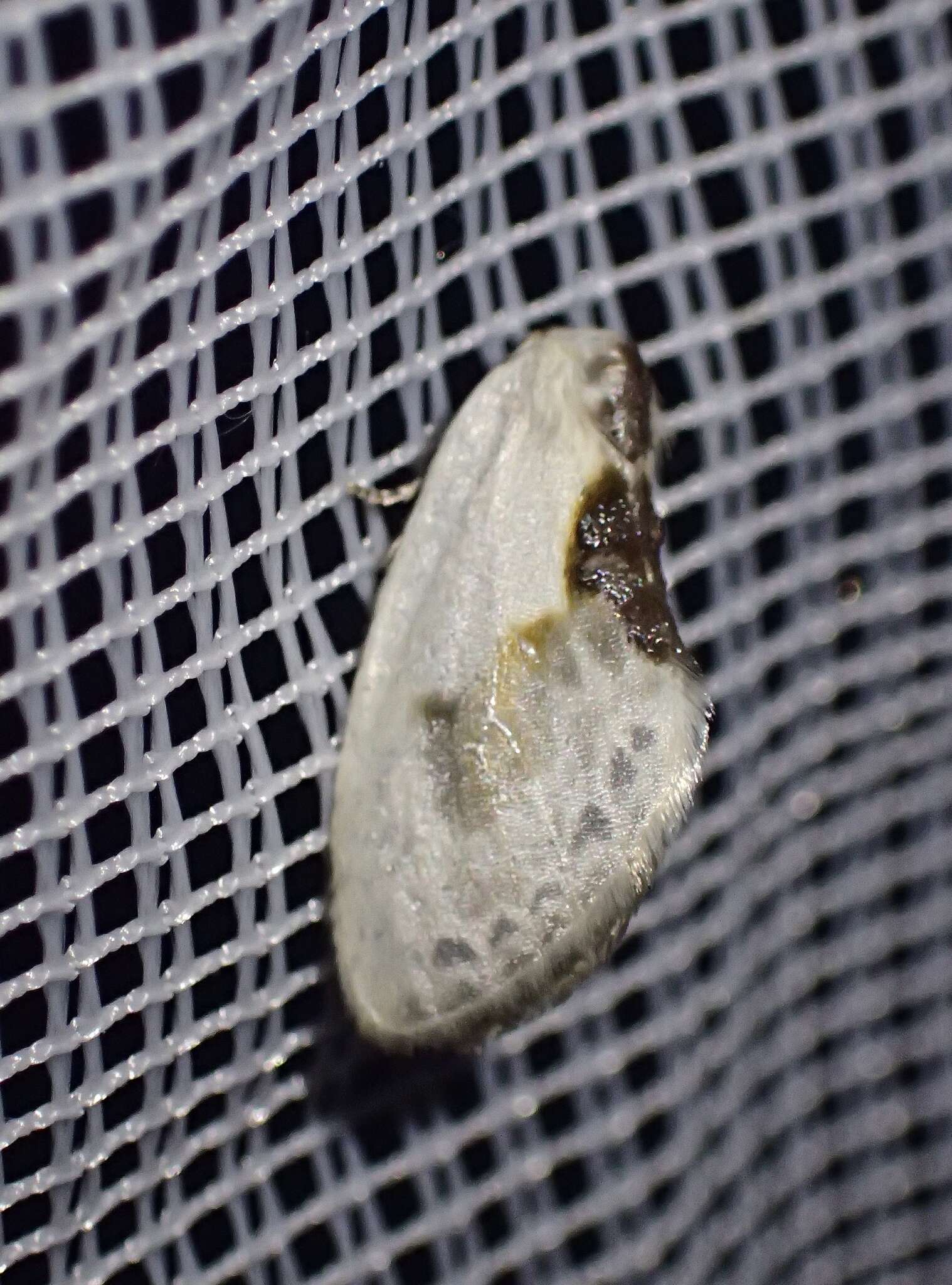 Image of Cilix