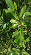 Myoporum boninense subsp. australe R. J. Chinnock resmi