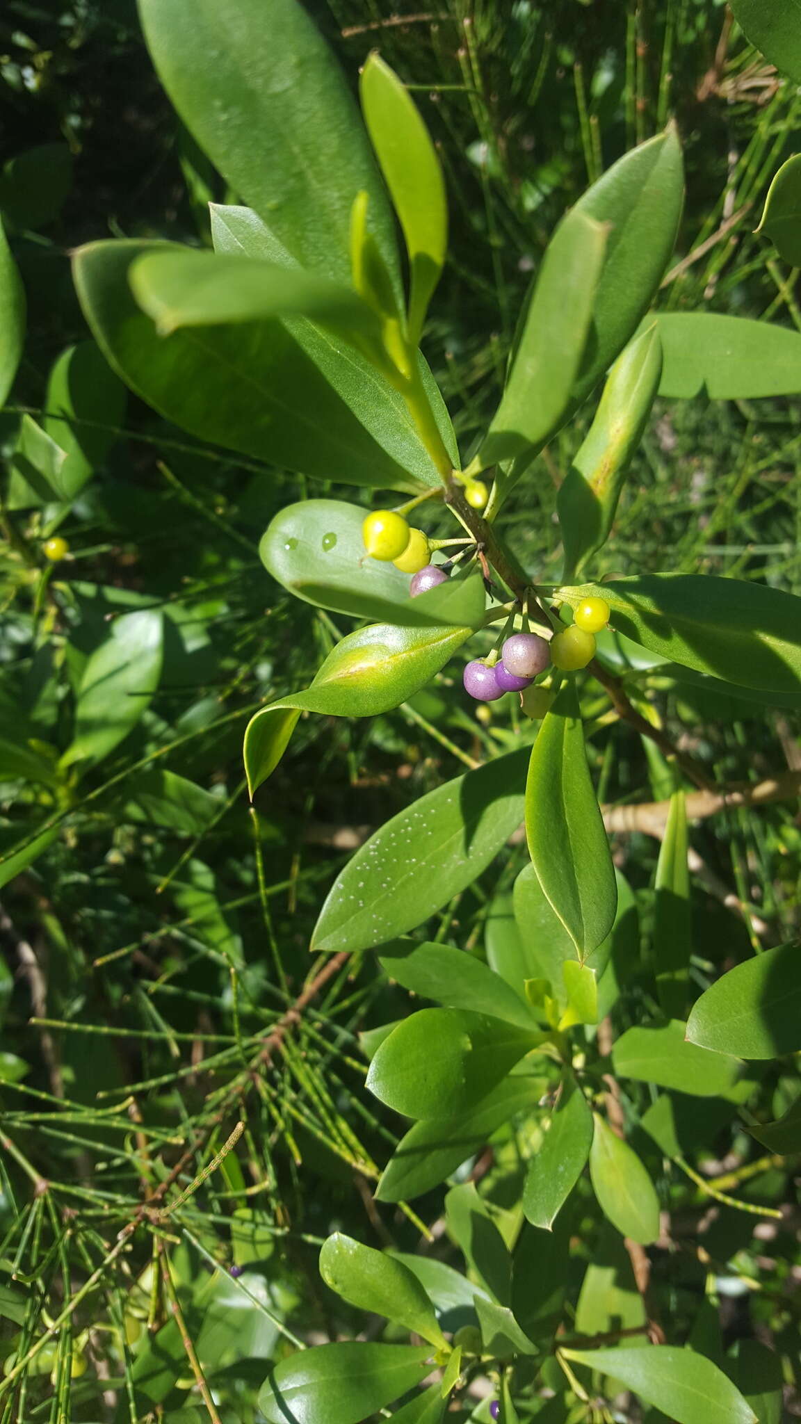 Myoporum boninense subsp. australe R. J. Chinnock resmi