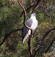 Image of White-bellied Sea Eagle