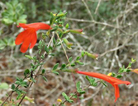 Image of scarlet calamint