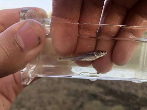 Image of Shoal Chub