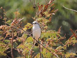 Image of White-rumped Monjita