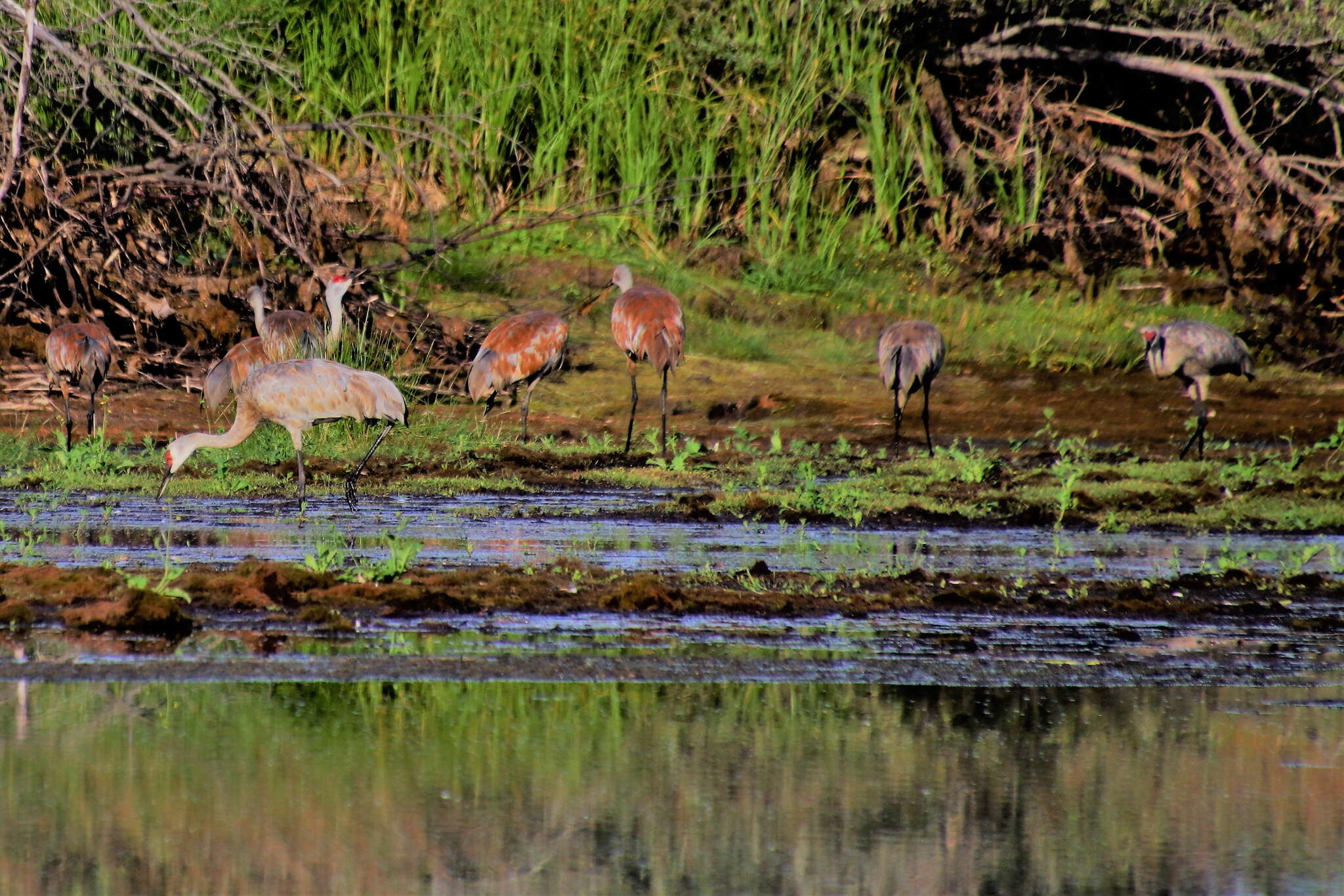 Image of Antigone canadensis canadensis (Linnaeus 1758)