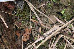 Image of Taiwan Keelback