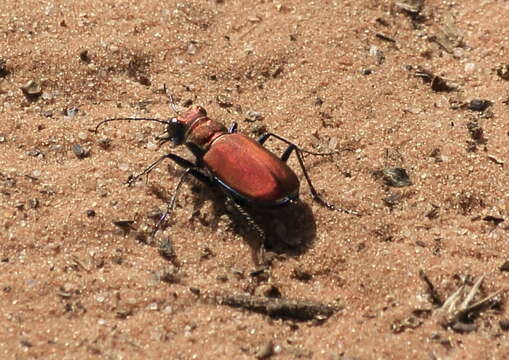 Image of Cicindela (Cicindela) formosa rutilovirescens Rumpp 1986