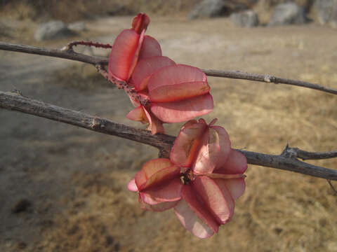 Image of Combretum purpureiflorum Engl.