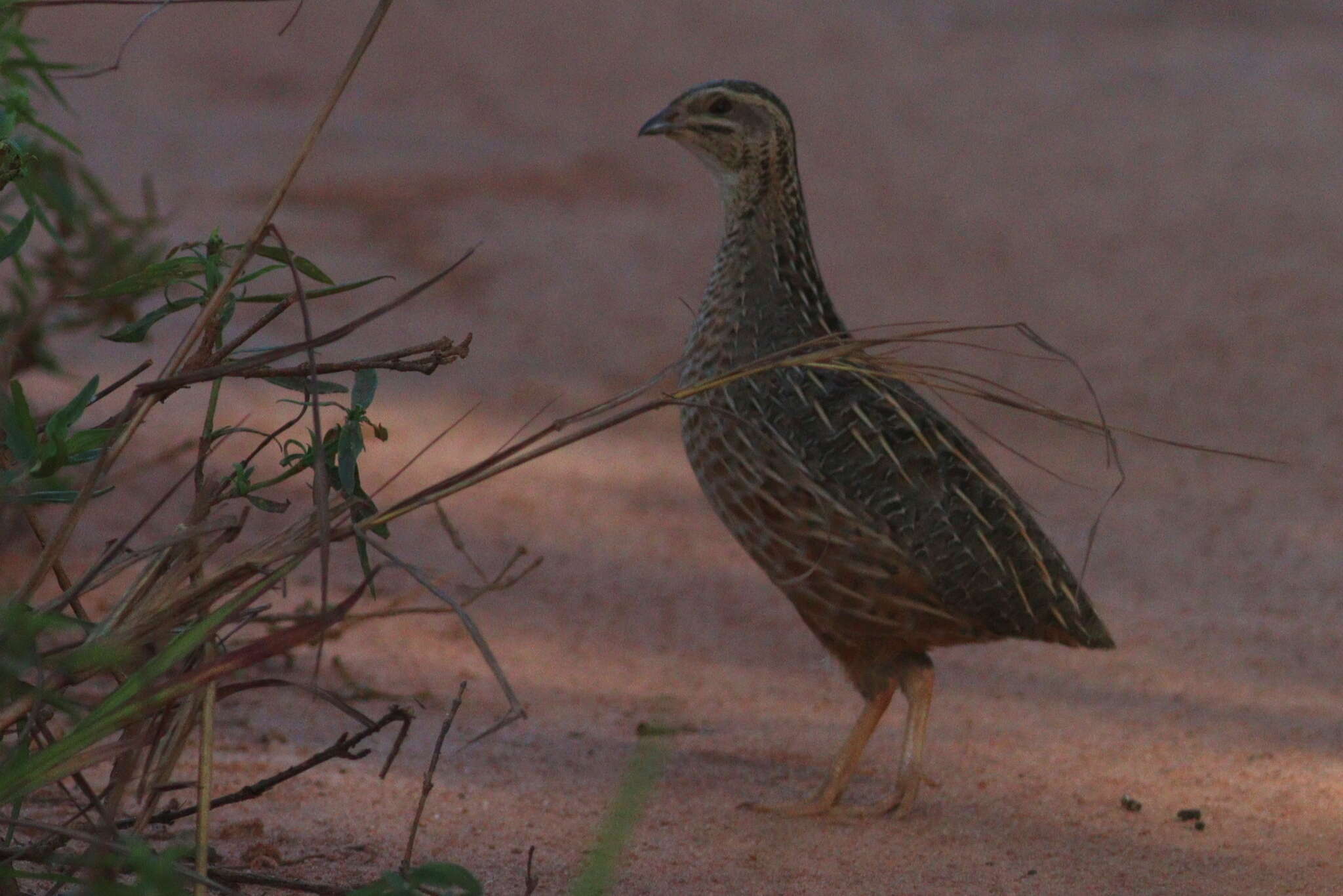 Image of Harlequin Quail