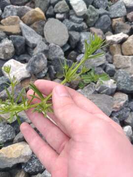 Plancia ëd Galium spurium L.