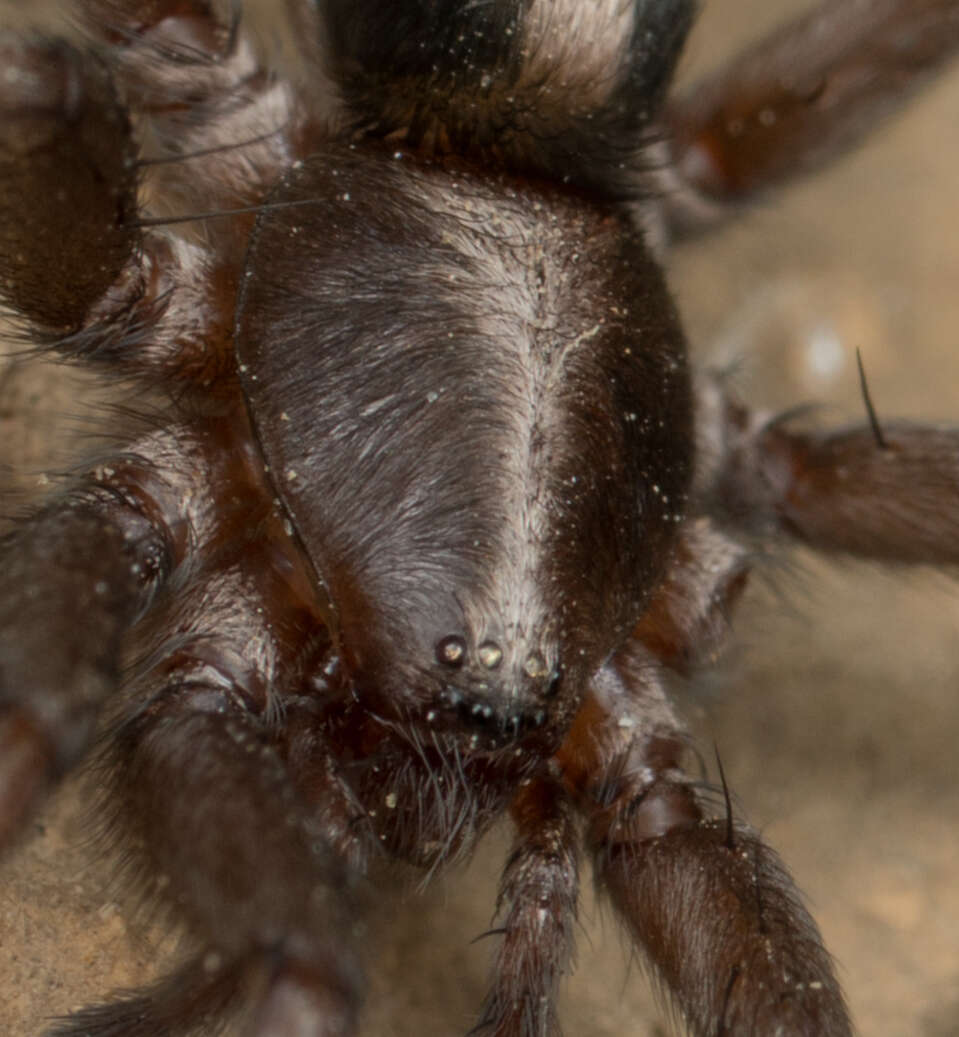 Image of Western Parson Spider