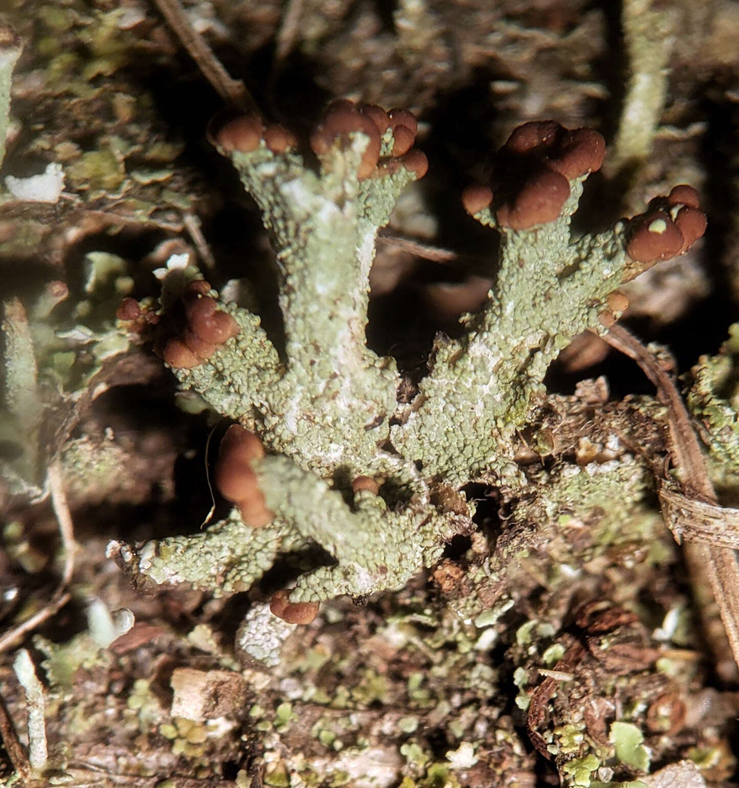 Image of cup lichen