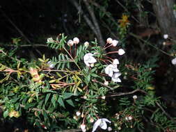 Image of Boronia floribunda Sieber ex Spreng.