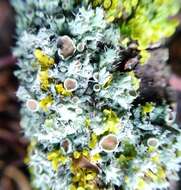 Image of rosette lichen