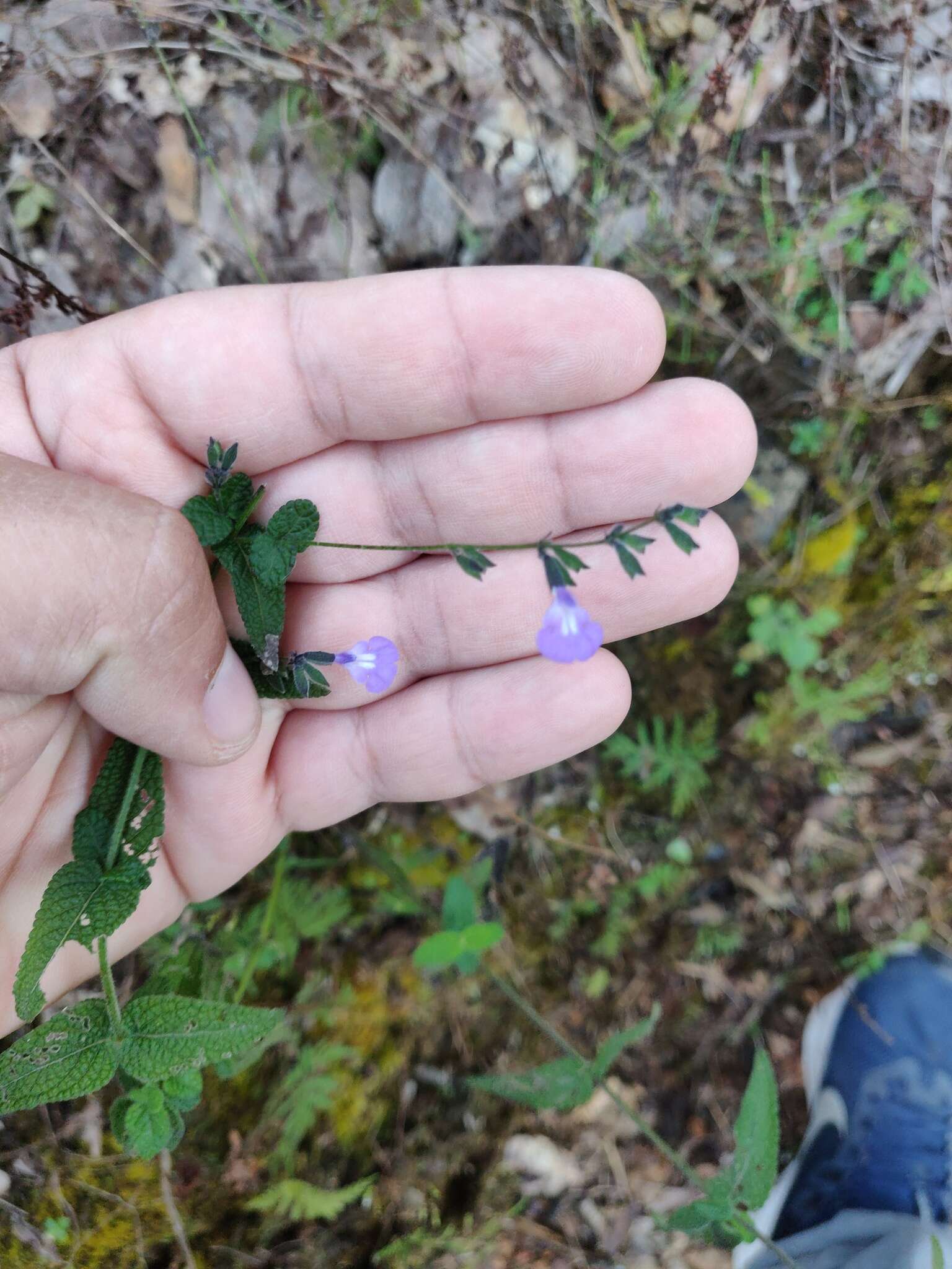 Image of Salvia alamosana Rose