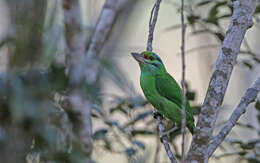 Image of Moustached Barbet