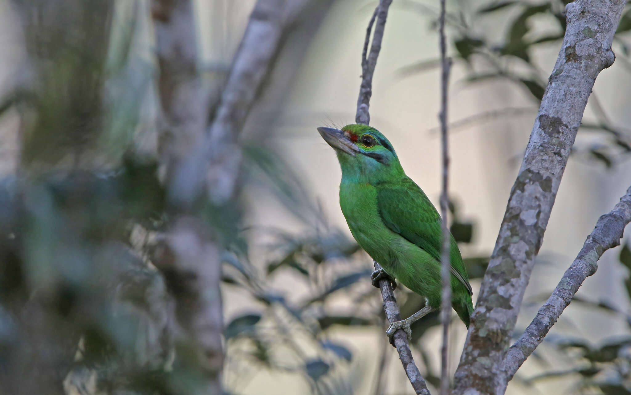 Image of Moustached Barbet