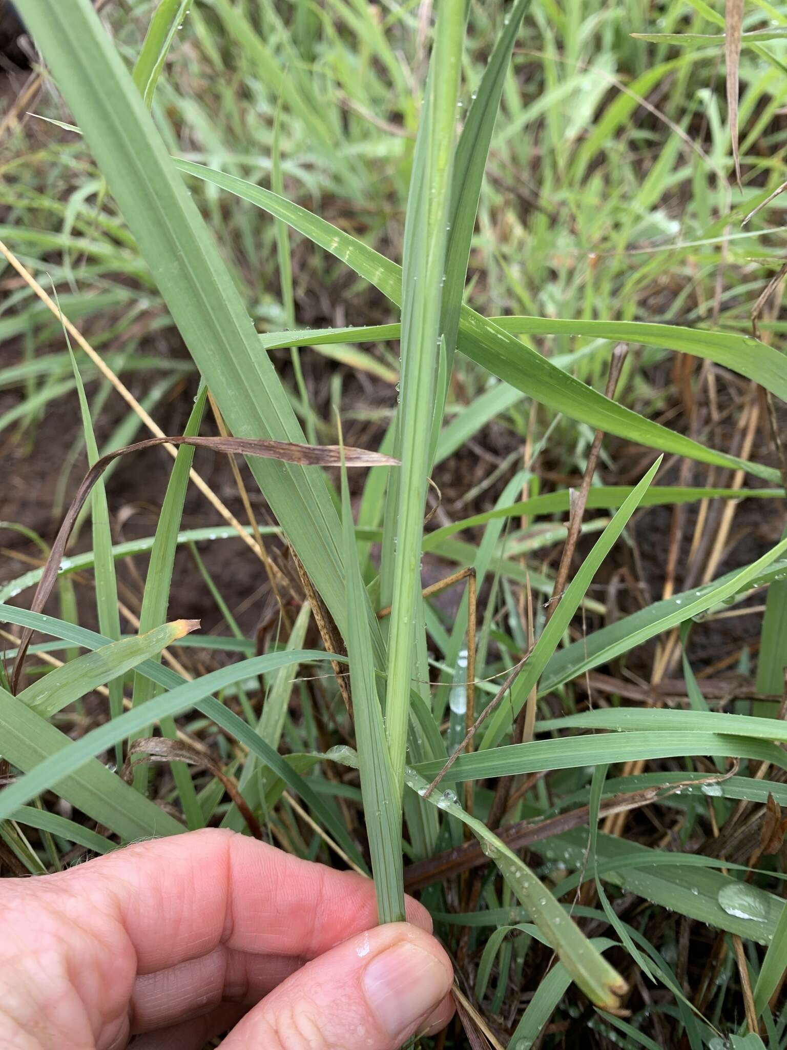 Imagem de Gladiolus brachyphyllus F. Bolus