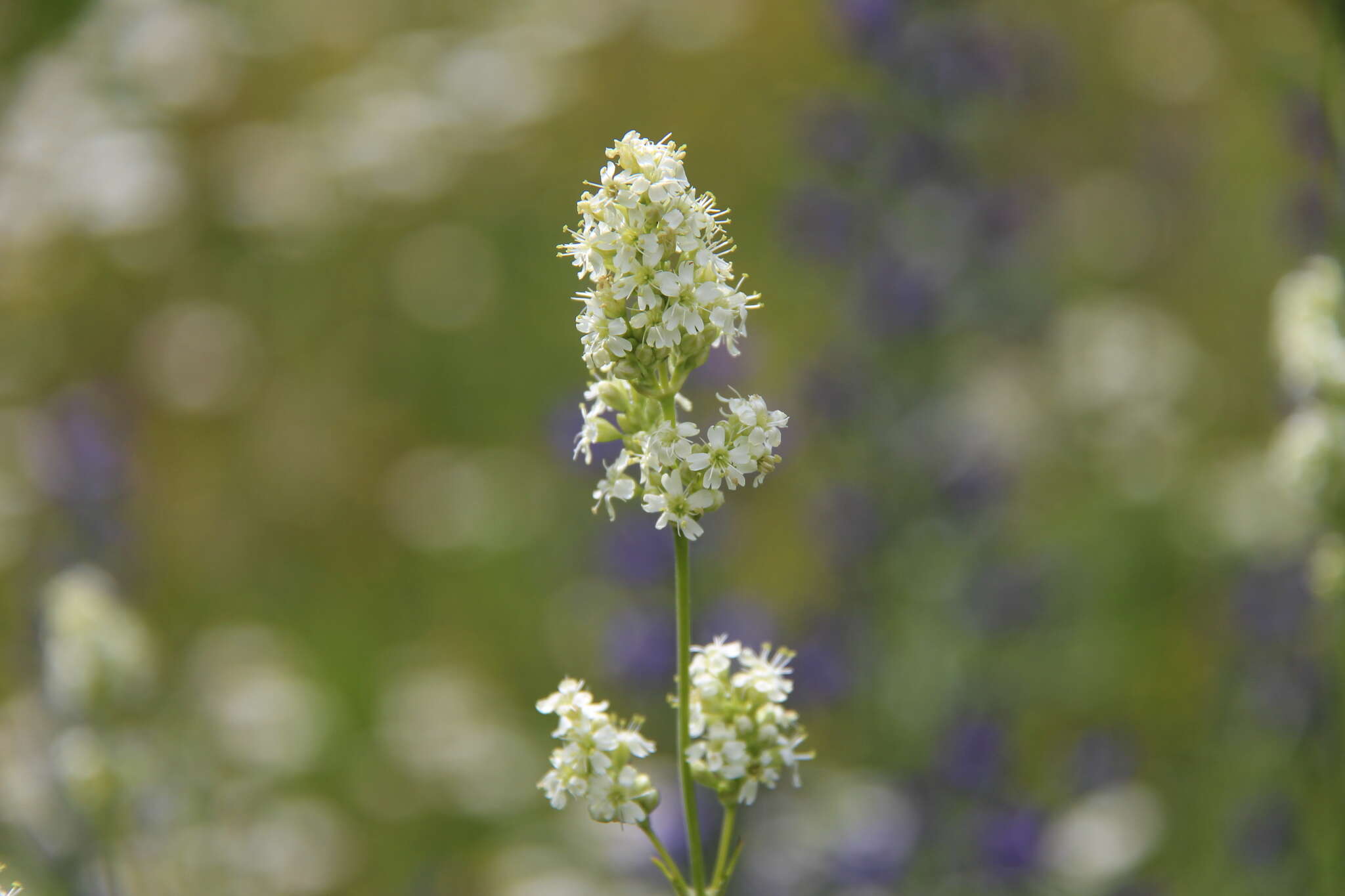 Image de Silene roemeri Friv.