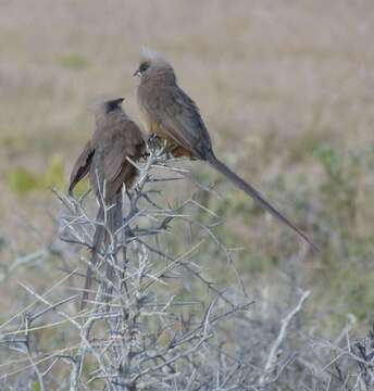 صورة Colius striatus striatus Gmelin & JF 1789