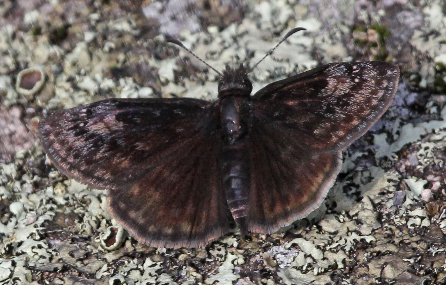 Image de Erynnis lucilius Scudder & Burgess 1870