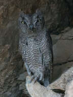 Image of Western Screech Owl