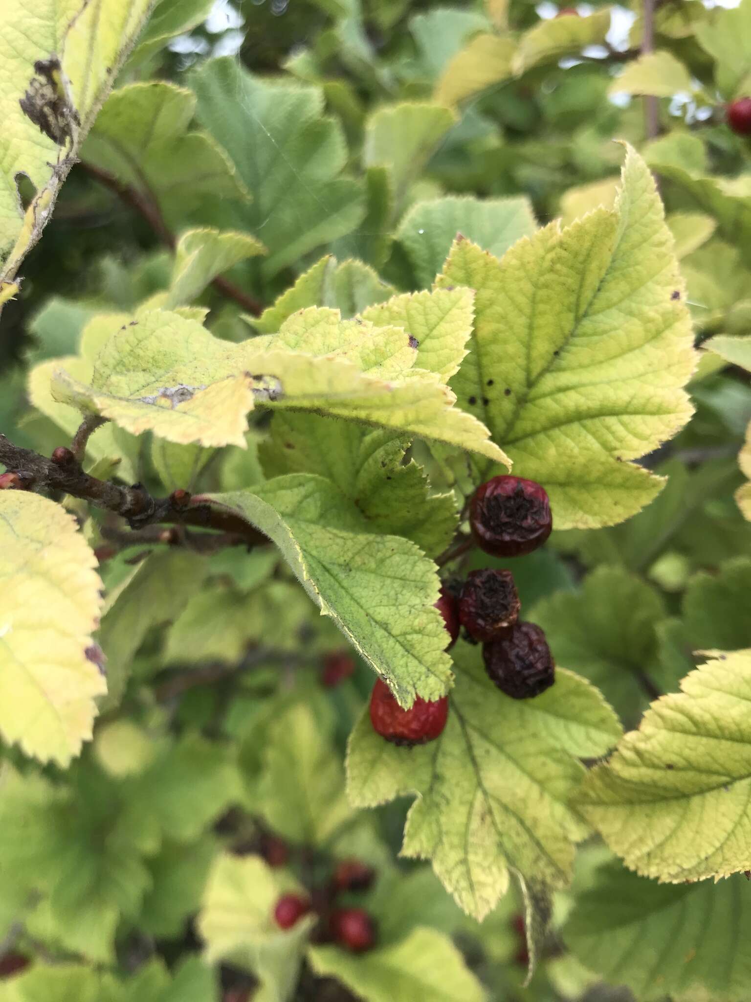 Image de Crataegus maximowiczii C. K. Schneid.