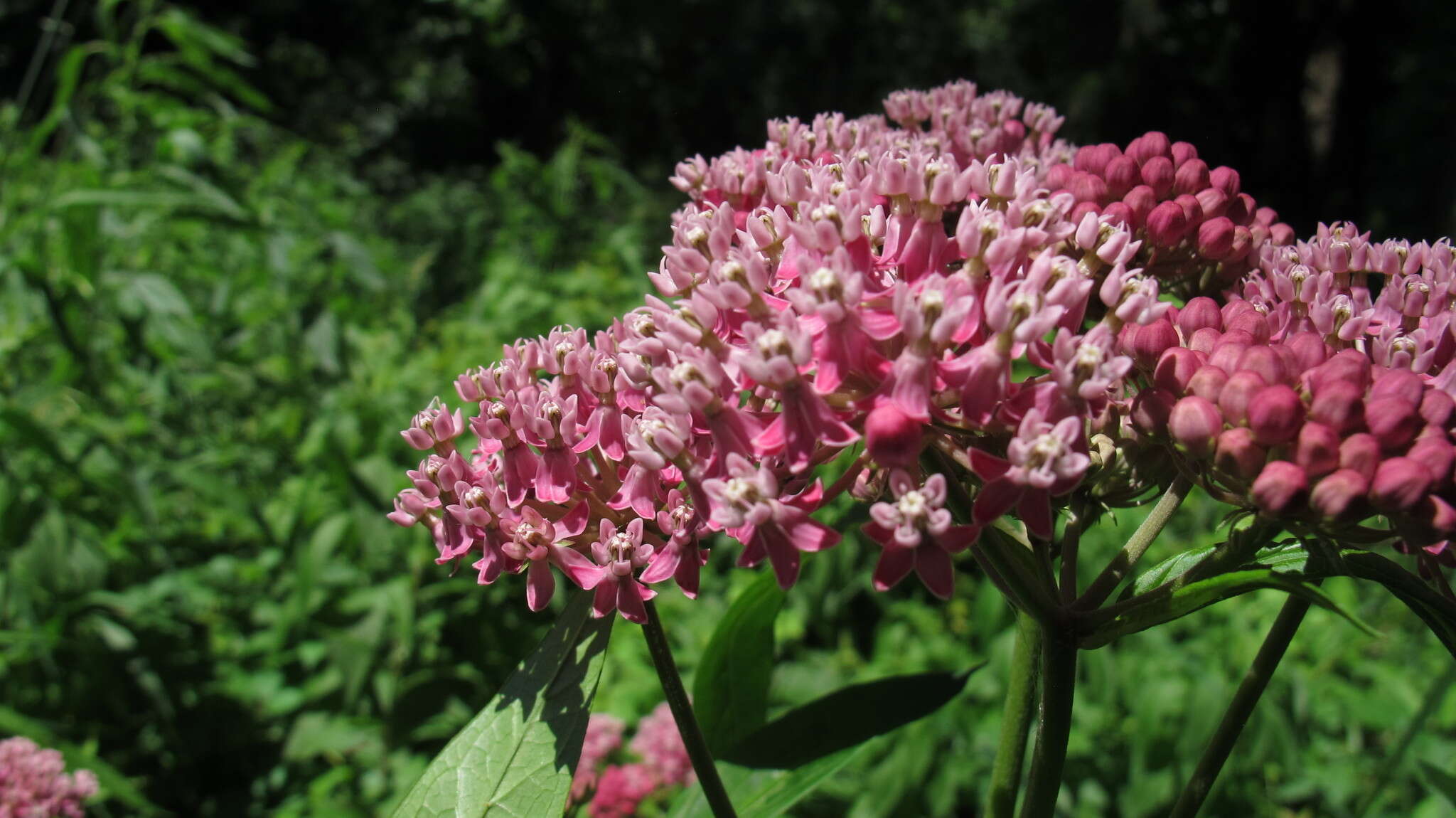 Image of swamp milkweed