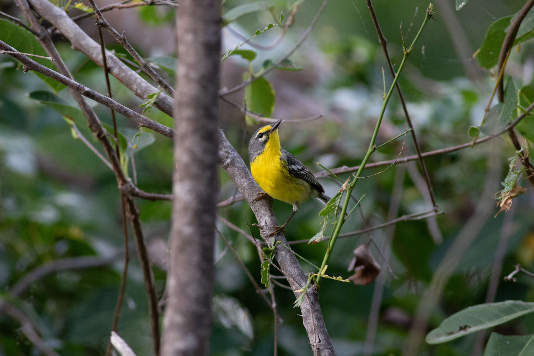 Imagem de Setophaga adelaidae (Baird & SF 1865)