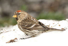 Image of Acanthis flammea rostrata (Coues 1861)