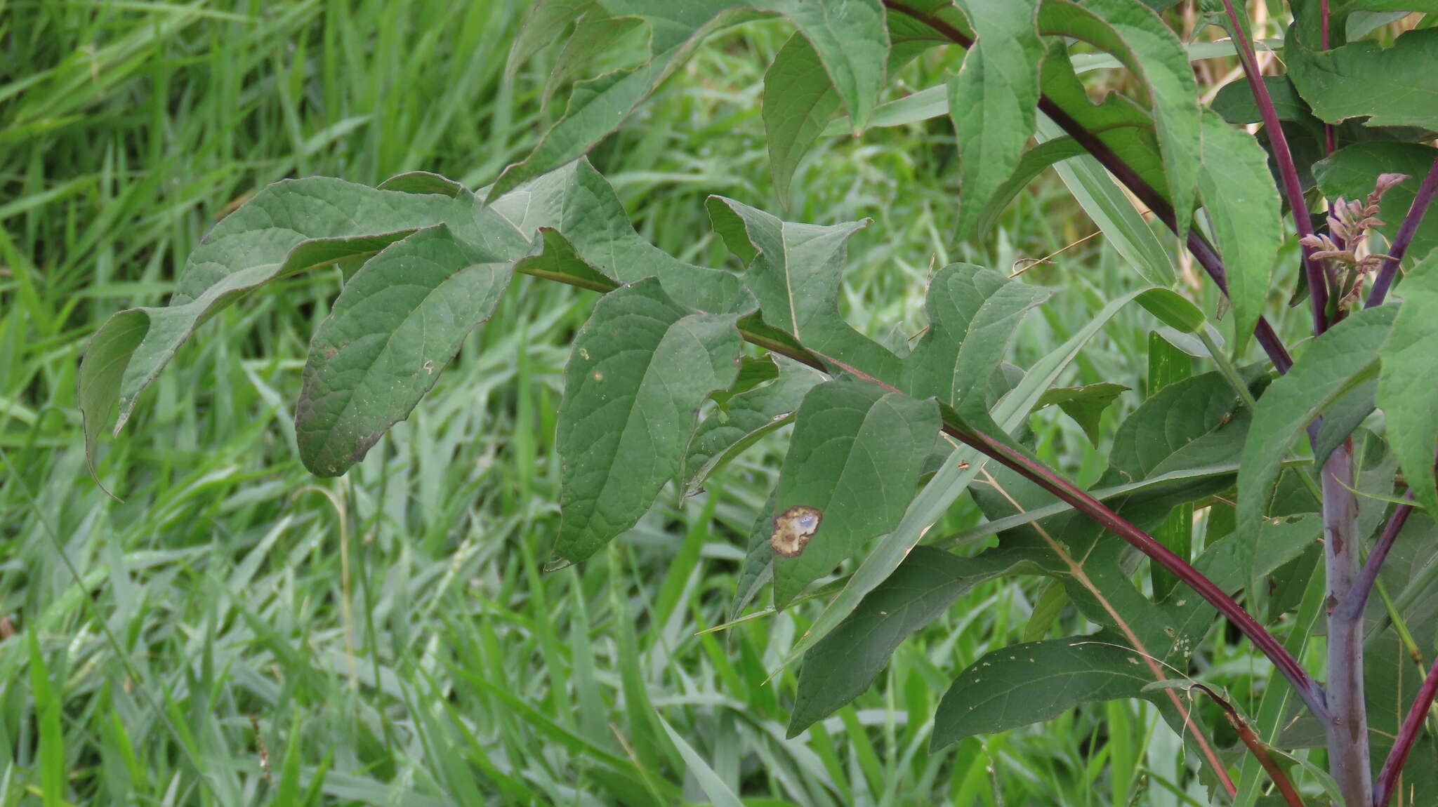 Image of Verbesina myriocephala Sch. Bip. ex Klatt