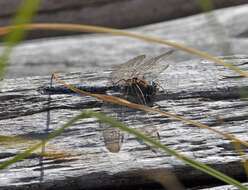 Image of Azure Hawker