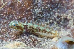 Image of Epaulet dwarfgoby