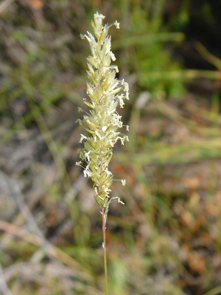 Image of Koeleria capensis (Thunb.) Nees