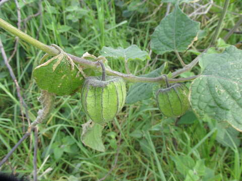 Image of Peruvian groundcherry