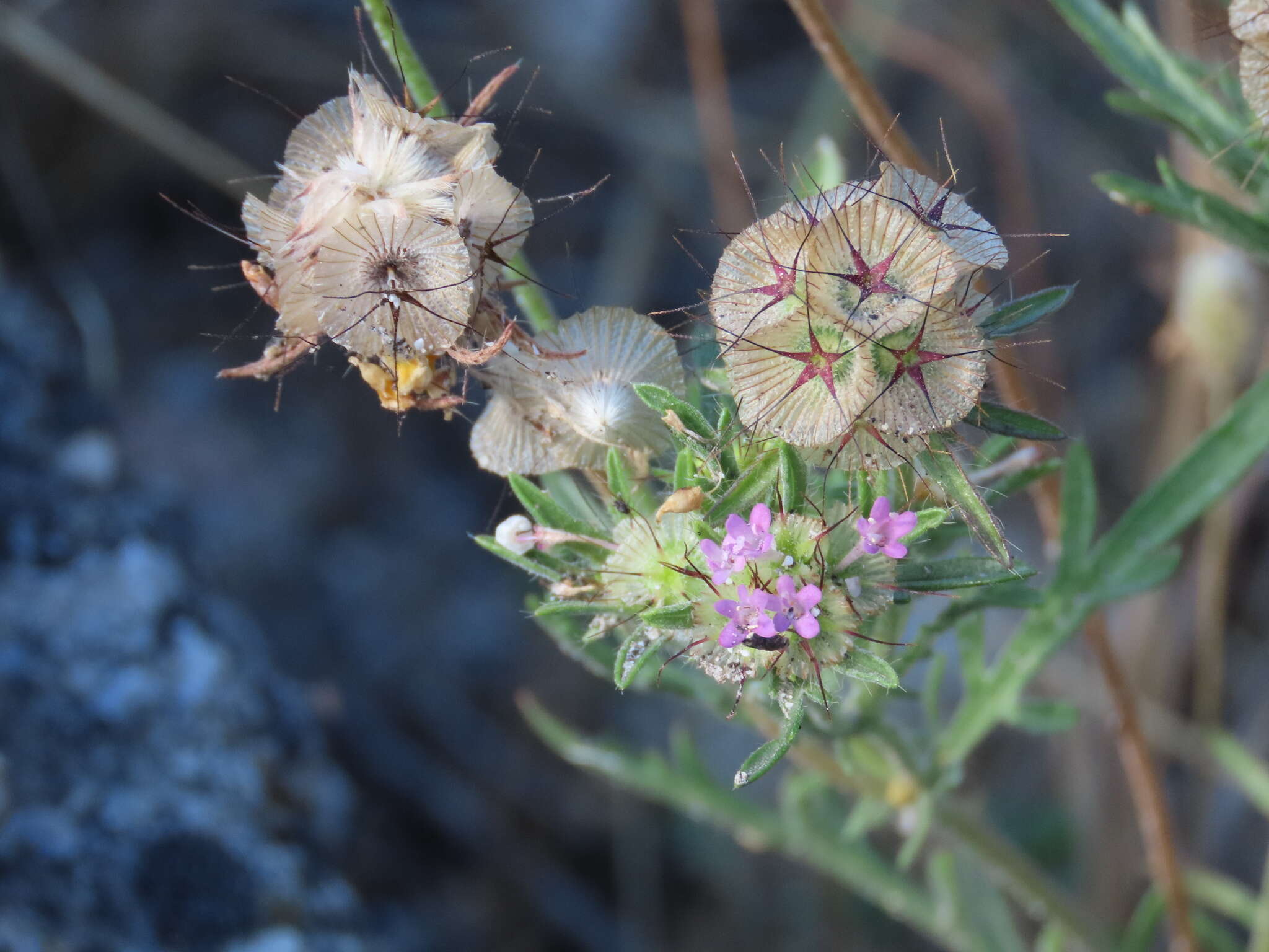 Imagem de Lomelosia stellata (L.) Rafin.