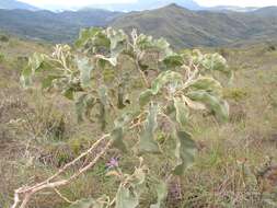 Image of Solanum lycocarpum A. St.-Hil.