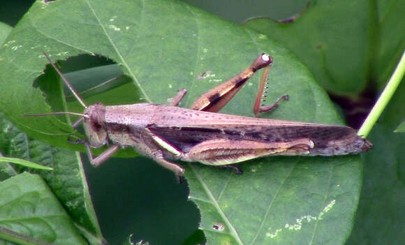 Image of Stenocatantops splendens (Thunberg 1815)