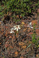 Image of Tritonia flabellifolia var. flabellifolia