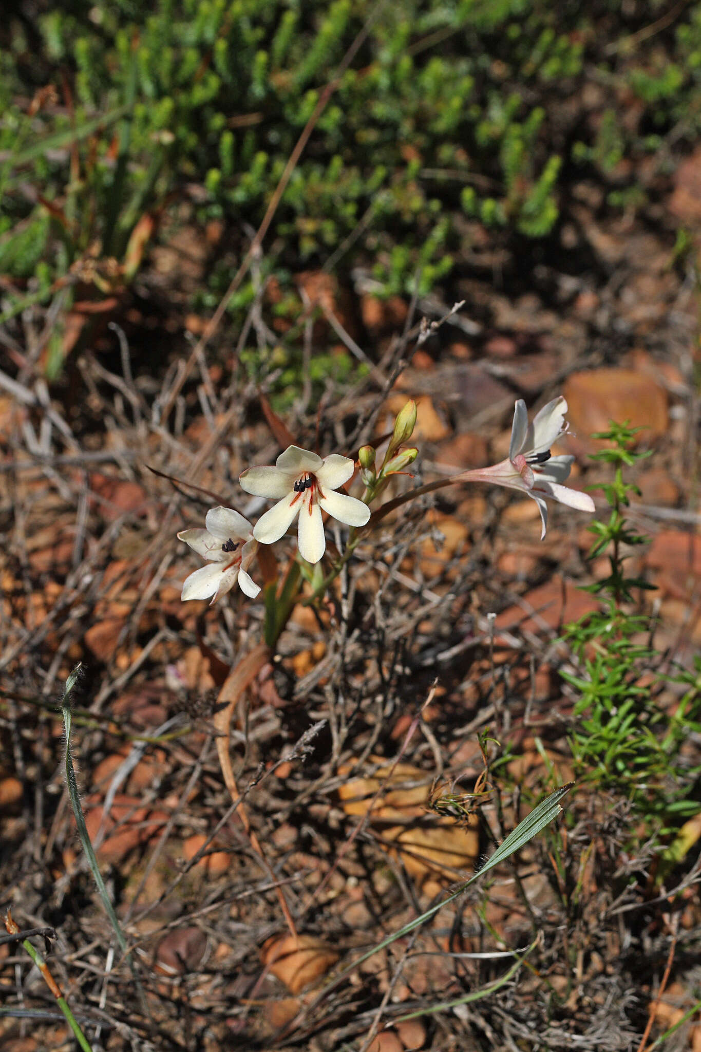 Image of Tritonia flabellifolia var. flabellifolia