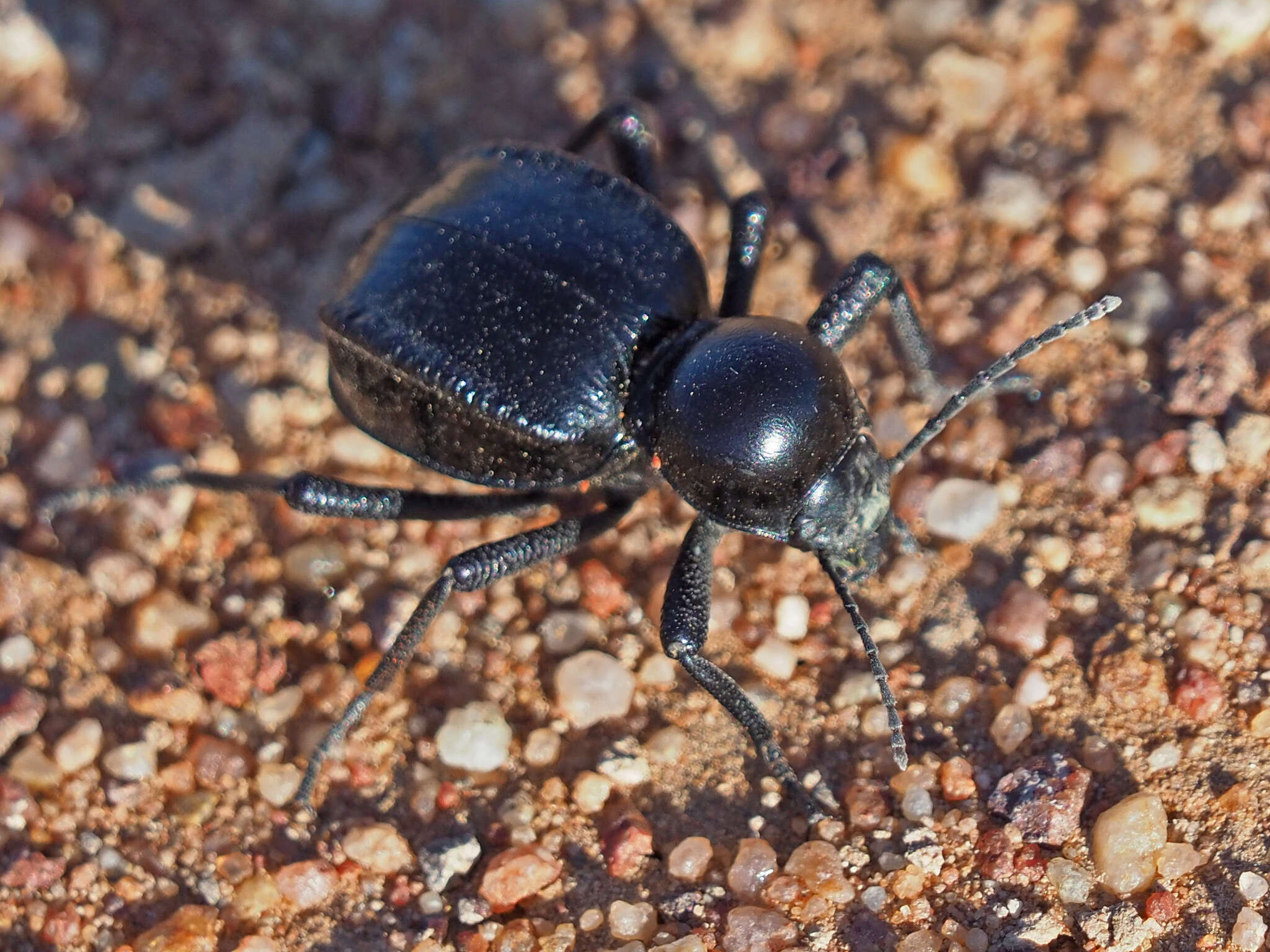 Image of Moluris gibba (Pallas 1781)