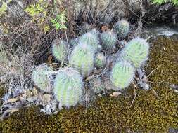 Image de Echinocereus acifer (Otto ex Salm-Dyck) Lem.