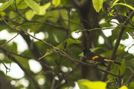 Image of American Redstart