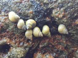Image of Littoraria flava (P. P. King 1832)