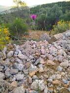 Image de Crupina crupinastrum (Moris) Vis.