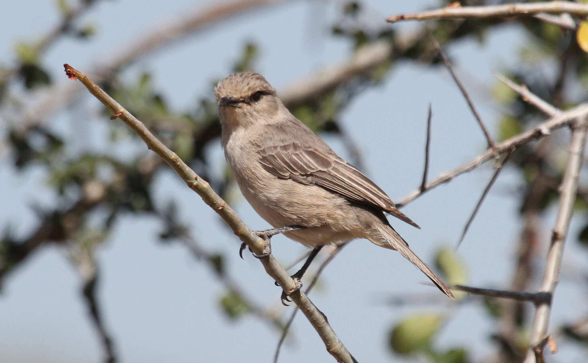 Sivun <i>Bradornis microrhynchus</i> kuva