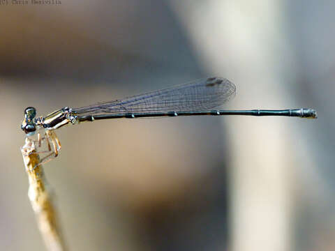 Image of Nososticta koongarra Watson & Theischinger 1984