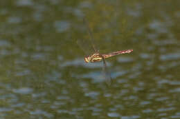 Image of Orthemis aequilibris Calvert 1909