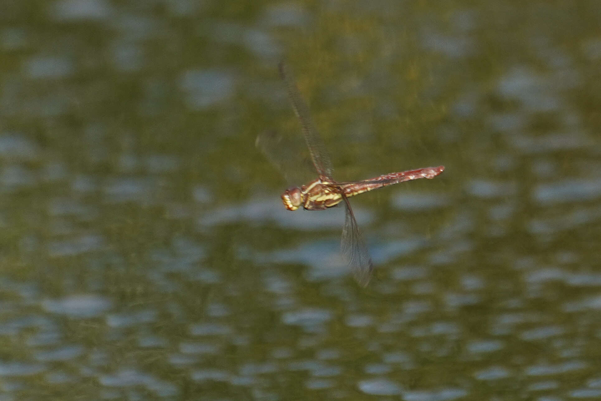 Image of Orthemis aequilibris Calvert 1909