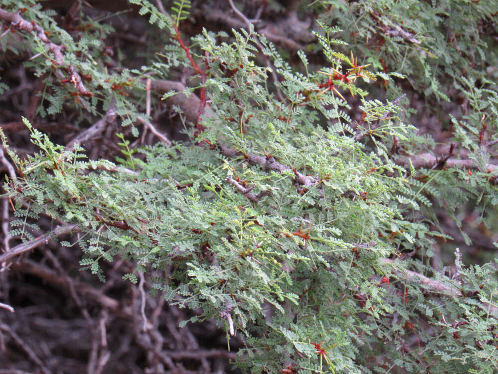 Image of Vachellia pacensis (Rudd & A. M. Carter) Seigler & Ebinger